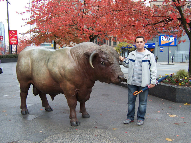 A bull in the street, Vancouver, BC, Canada (October 2008).